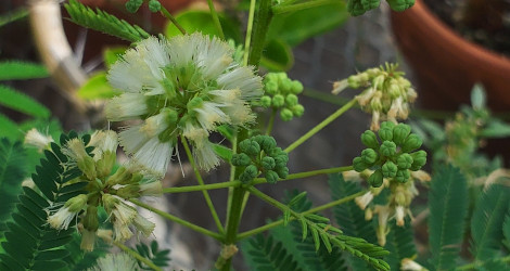 Acacia angustissima