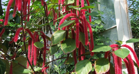 Acalypha hispida