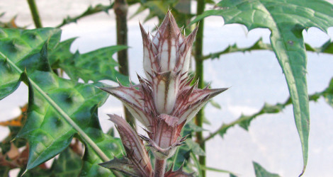 Acanthus montanus