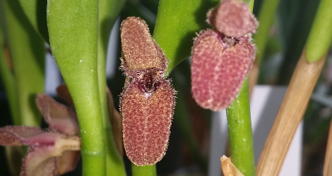 Acianthera aphthosa