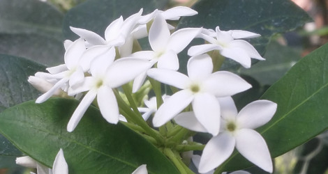 Acokanthera oppositifolia