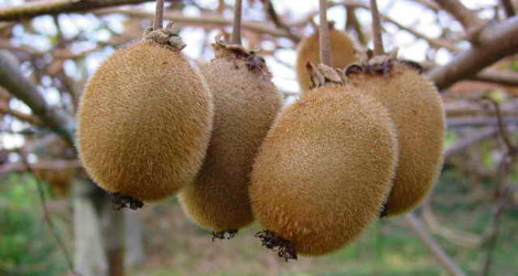 Actinidia deliciosa