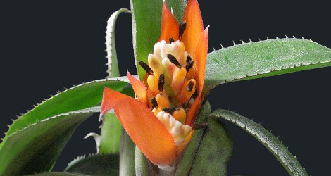 Aechmea brevicollis