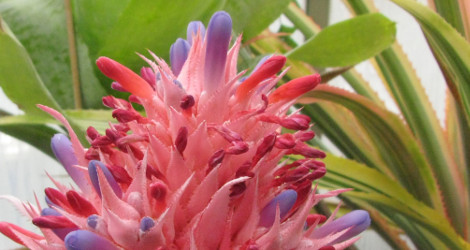 Aechmea fasciata