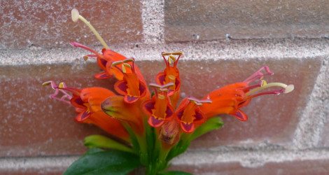 Aeschynanthus x splendidus