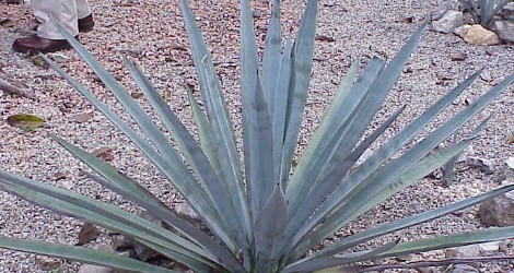 Agave tequilana