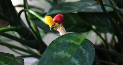 Aglaonema commutatum