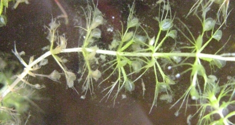 Aldrovanda vesiculosa