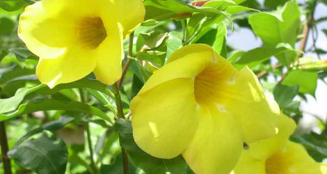 Allamanda cathartica