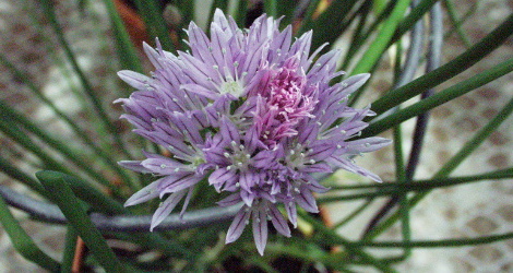 Allium schoenoprasum