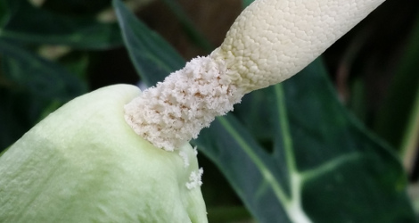 Alocasia Micholitziana