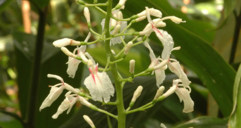 Alpinia boninsimensis