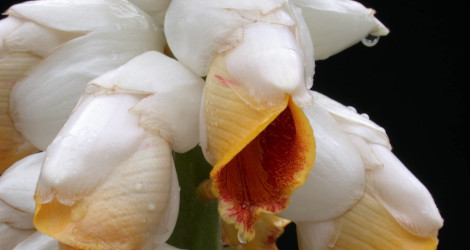 Alpinia malaccensis