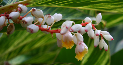 Alpinia zerumbet