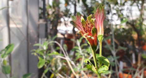 Alstroemeria pulchella