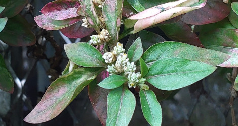 Alternanthera ficoidea