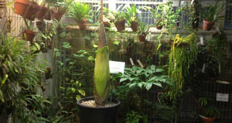 Amorphophallus titanum