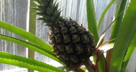 Ananas comosus