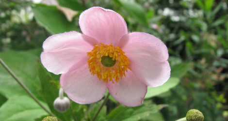 Anemone scabiosa