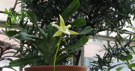 Angraecum sesquipedale