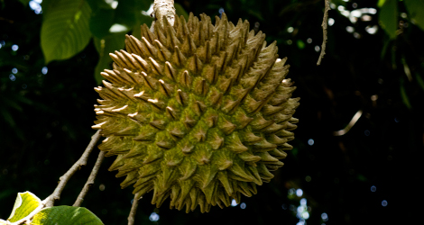 Annona purpurea