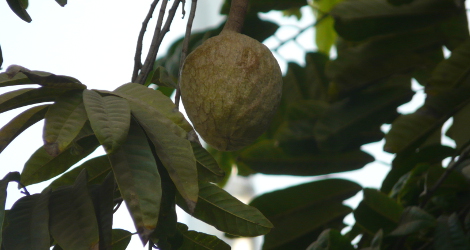 Annona reticulata