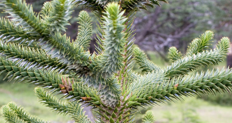 Araucaria araucana