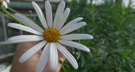 Argyranthemum foeniculaceum