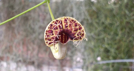 Aristolochia fimbriata