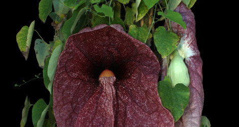 Aristolochia gigantea