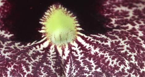 Aristolochia littoralis