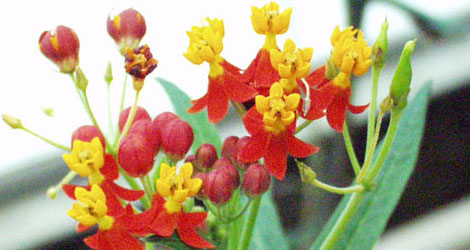 Asclepias curassavica