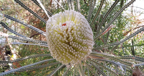 Banksia hookeriana