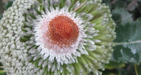 Banksia serrata