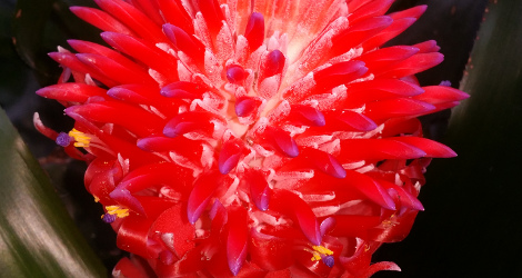 Billbergia pyramidalis