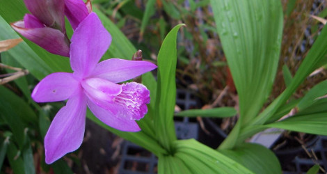 Bletilla striata