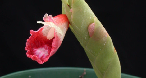 Boesenbergia albomaculata