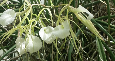 Brassavola nodosa