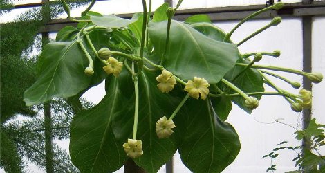 Brighamia insignis