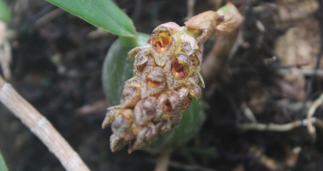 Bulbophyllum careyanum