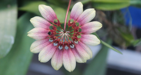 Bulbophyllum lepidum