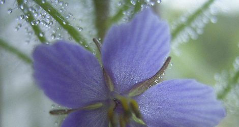 Byblis liniflora