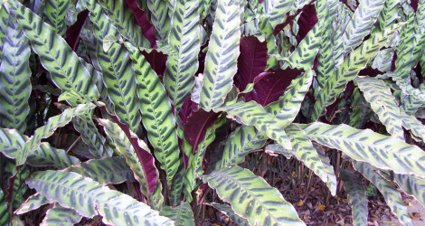 Calathea lancifolia