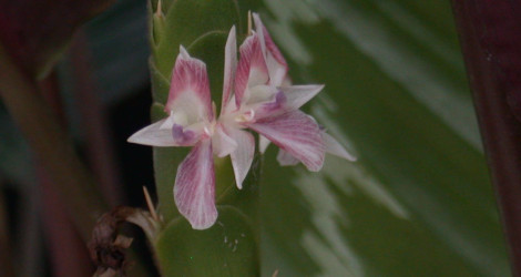 Calathea metallica