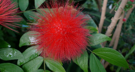 Calliandra haematocephala