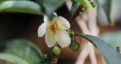 Camellia sinensis