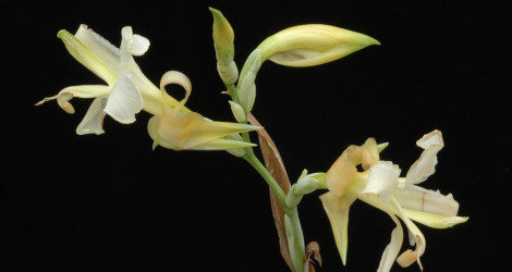 Canna liliiflora