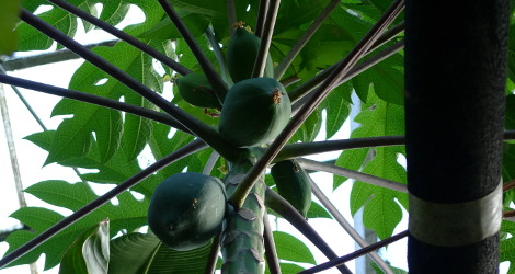 Carica papaya