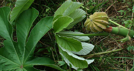 Cecropia peltata