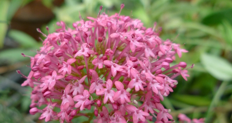 Centranthus ruber